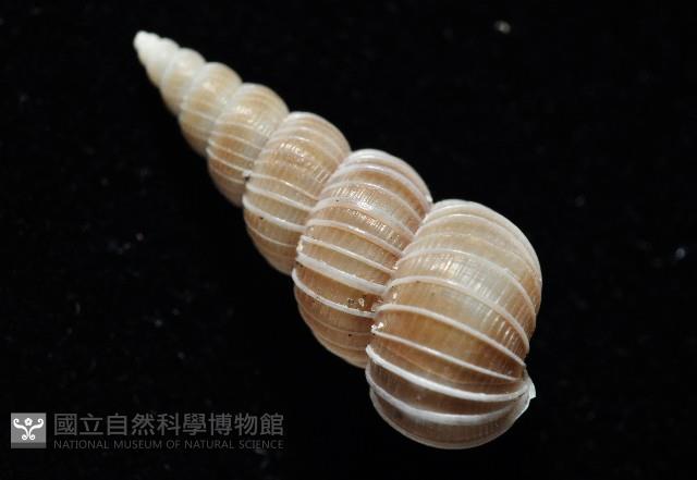 銹底海螄螺藏品圖，第6張