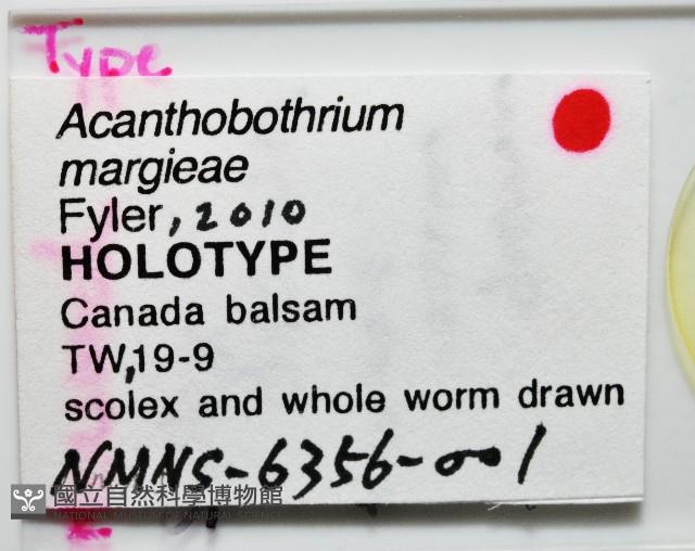 新種棘槽絛蟲藏品圖，第6張