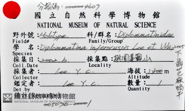 下齒芝麻蝸牛藏品圖，第6張