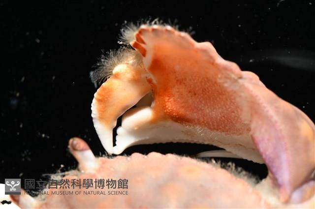 圓盾饅頭蟹藏品圖，第6張