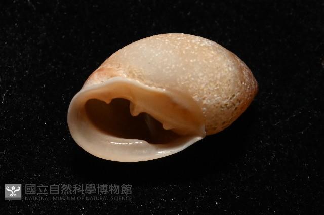 鼴耳螺藏品圖，第6張