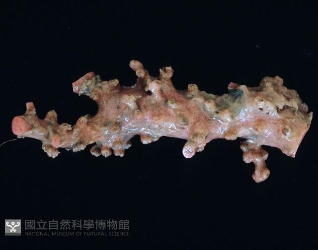 新種臺灣紅珊瑚藏品圖，第6張