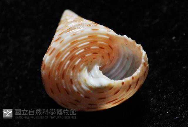 虛線鐘螺藏品圖，第6張