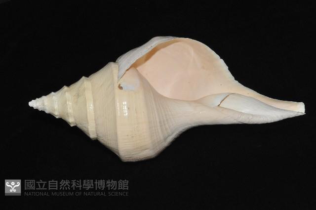澳洲大香螺藏品圖，第6張