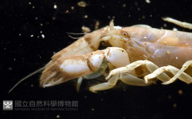 大指泥蝦藏品圖，第6張