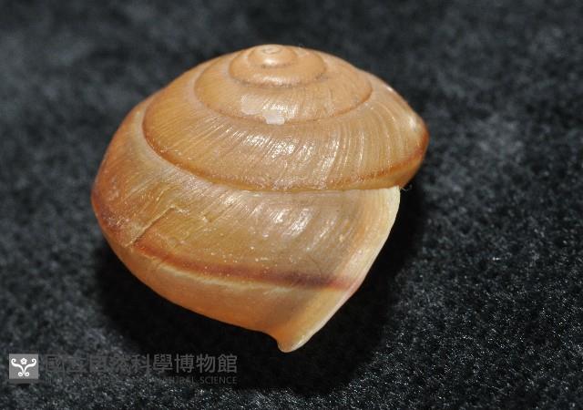 鱗高腰蝸牛(鱗菱蝸牛)藏品圖，第6張