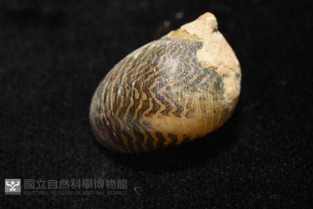 平行線蜑螺藏品圖，第6張