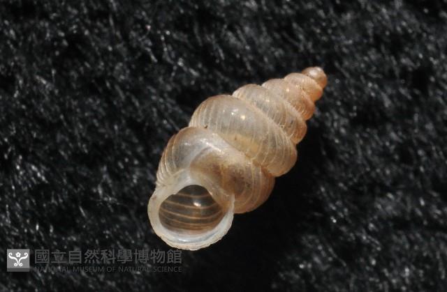 水田芝麻蝸藏品圖，第6張