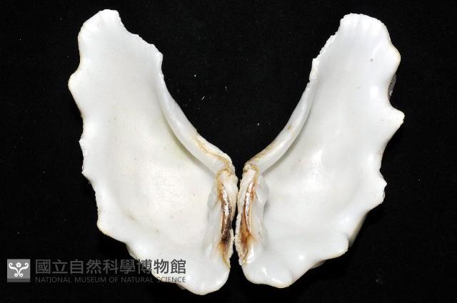 長硨磲蛤藏品圖，第6張