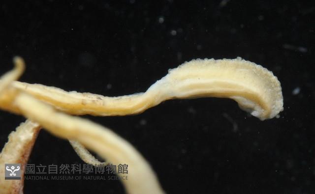 燕尾烏賊藏品圖，第6張