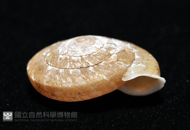皺大臍蝸牛藏品圖，第6張