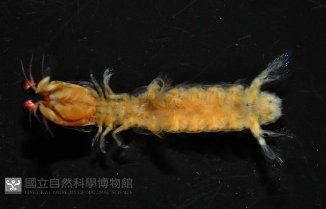 濱海幼嫩蝦蛄藏品圖，第6張