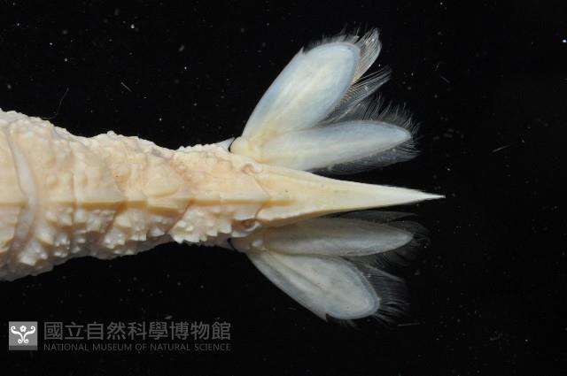 臺灣鐮蝦藏品圖，第6張