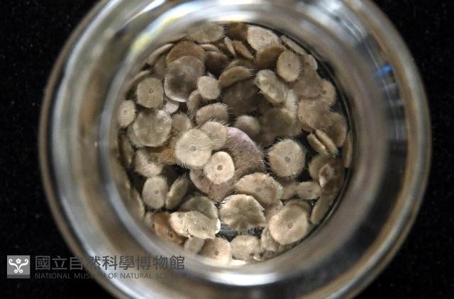 馬氏海錢(馬氏扣海膽)藏品圖，第6張
