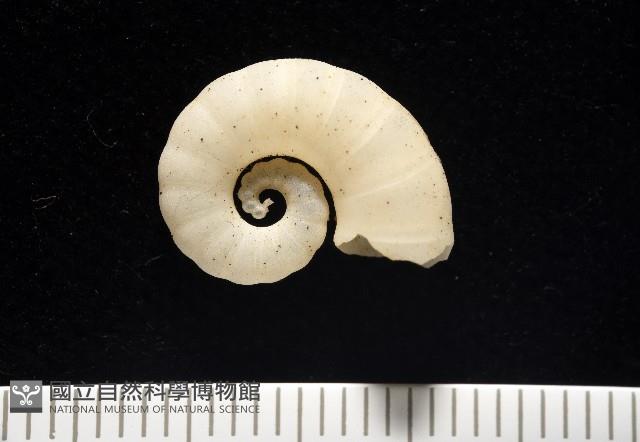 卷殼烏賊(旋殼烏賊)藏品圖，第6張