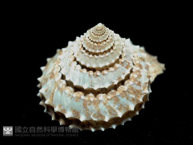 登錄號:005770-00001藏品圖，第6張
