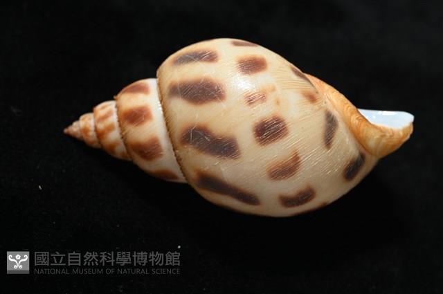 象牙鳳螺藏品圖，第6張