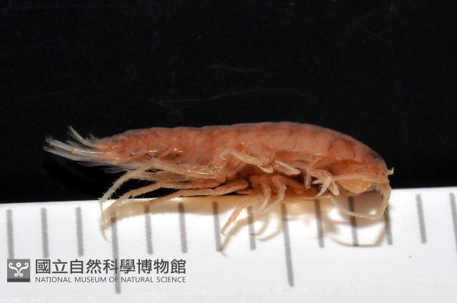 陸生端腳類藏品圖，第6張
