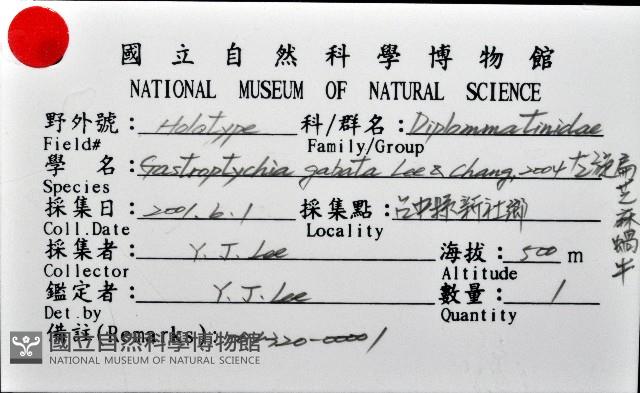 左旋扁芝麻蝸牛藏品圖，第6張