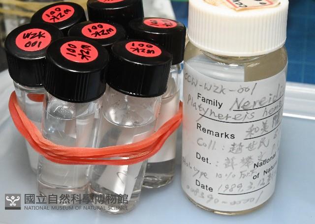 和美闊沙蠶藏品圖，第6張