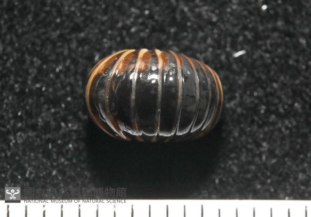 條紋木球馬陸藏品圖，第6張