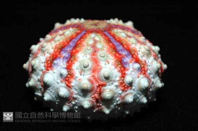 浪腔海膽(波紋腔海膽)藏品圖，第6張