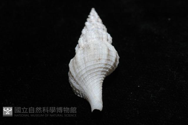 登錄號:005111-00001藏品圖，第6張