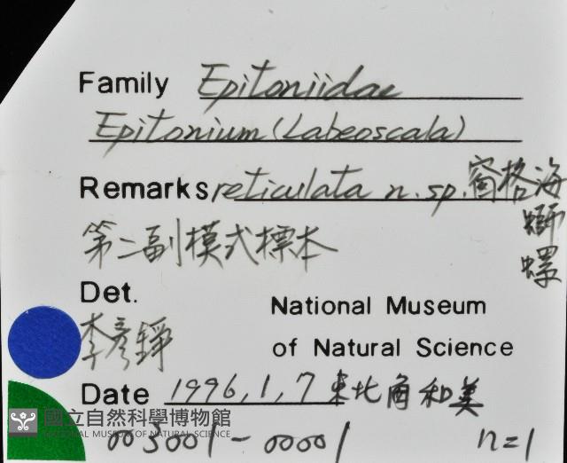 窗格海螄螺藏品圖，第6張