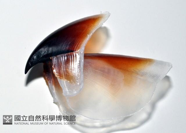 大王魷魚藏品圖，第6張