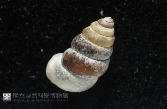 似高山芝麻蝸牛藏品圖，第6張