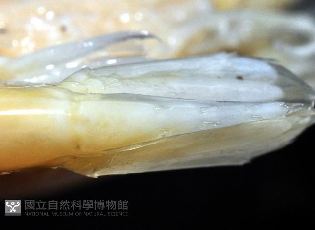 學羽紅蝦藏品圖，第6張