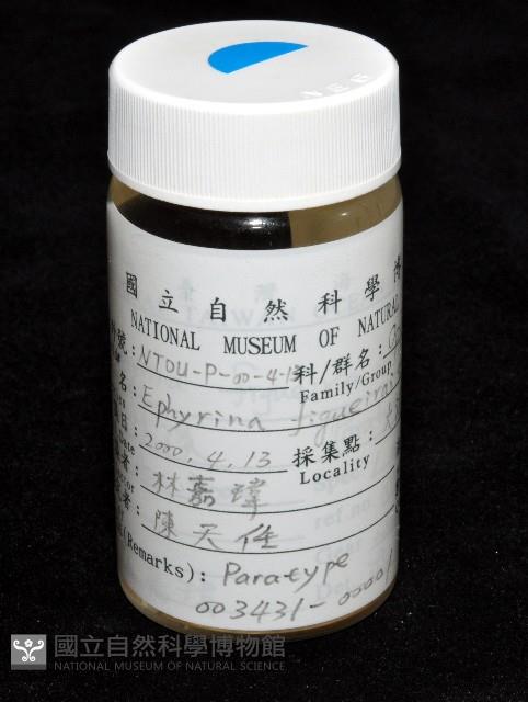 棘尾費氏扁節蝦藏品圖，第6張