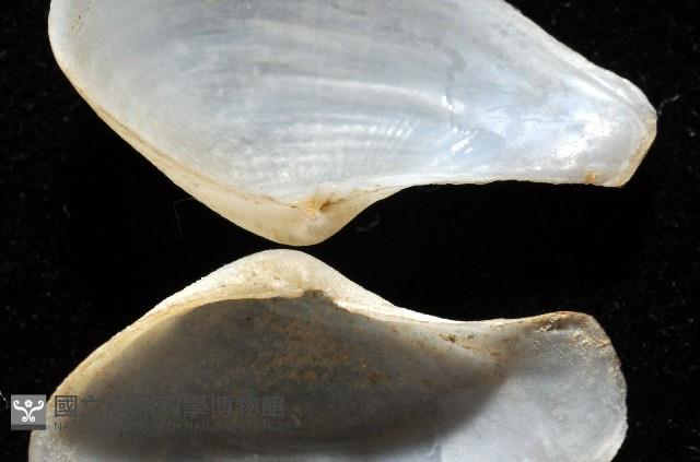 臺灣波浪蛤(新種)藏品圖，第6張