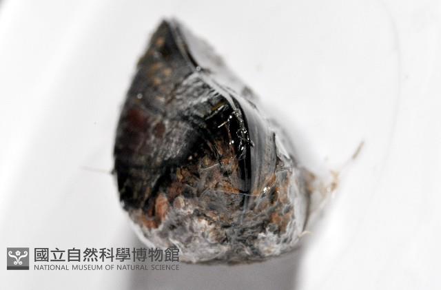 臺灣深海殼菜蛤藏品圖，第6張