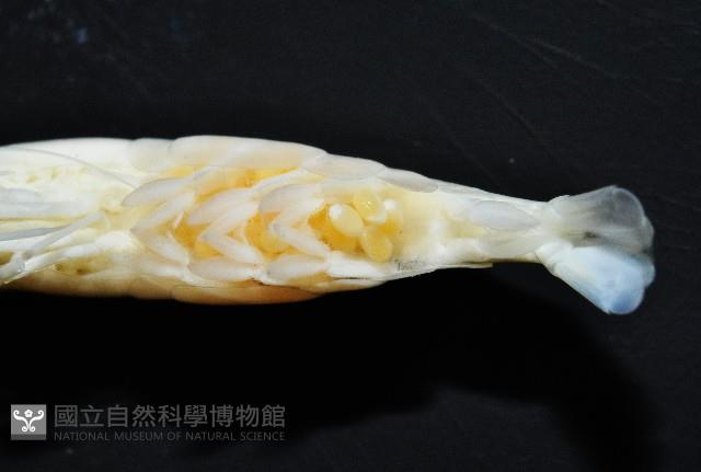 赤崁新米蝦藏品圖，第6張
