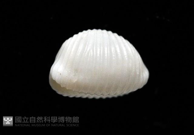 楊氏蛹螺藏品圖，第6張