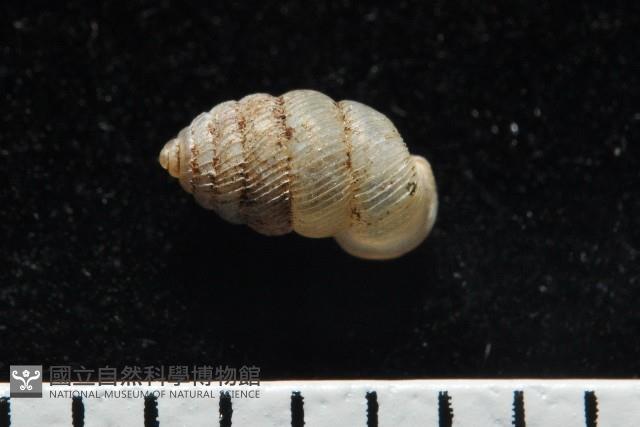 董王芝麻蝸牛藏品圖，第6張