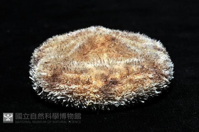 網楯海膽藏品圖，第6張