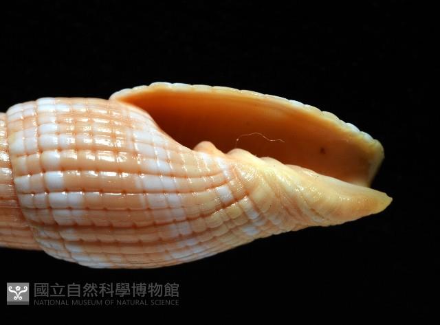 登錄號:007819-00121藏品圖，第6張