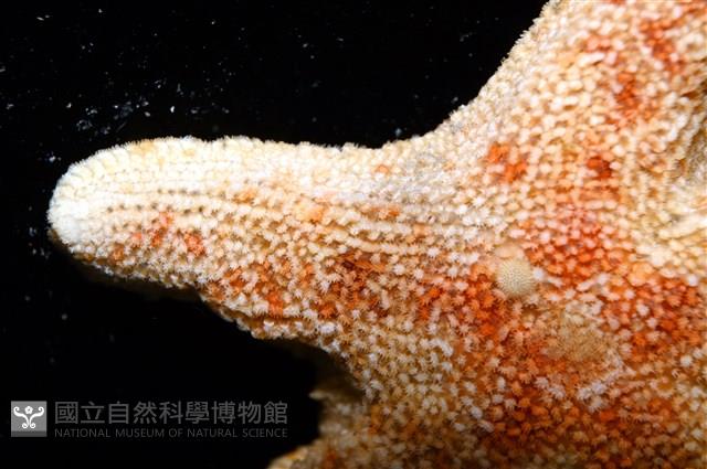 林氏海燕藏品圖，第6張
