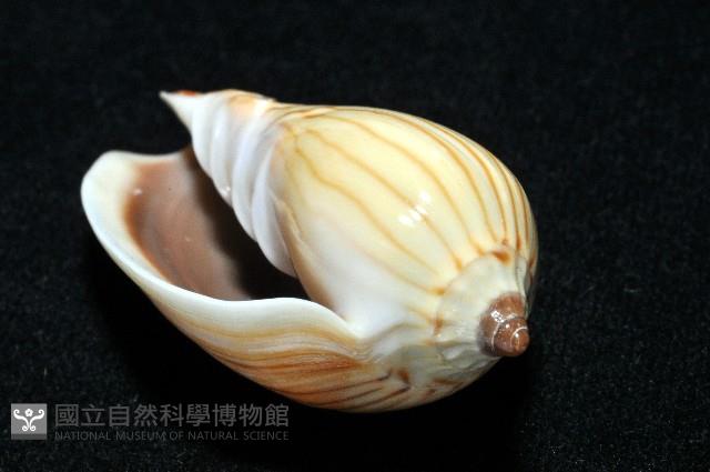斑馬渦螺藏品圖，第6張