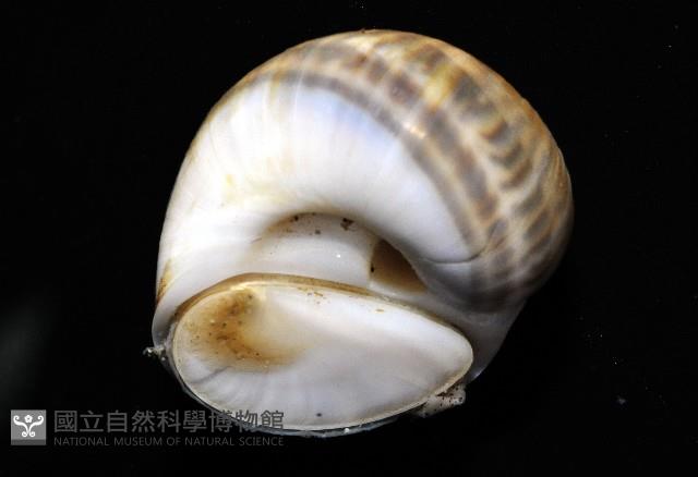 小灰玉螺藏品圖，第6張