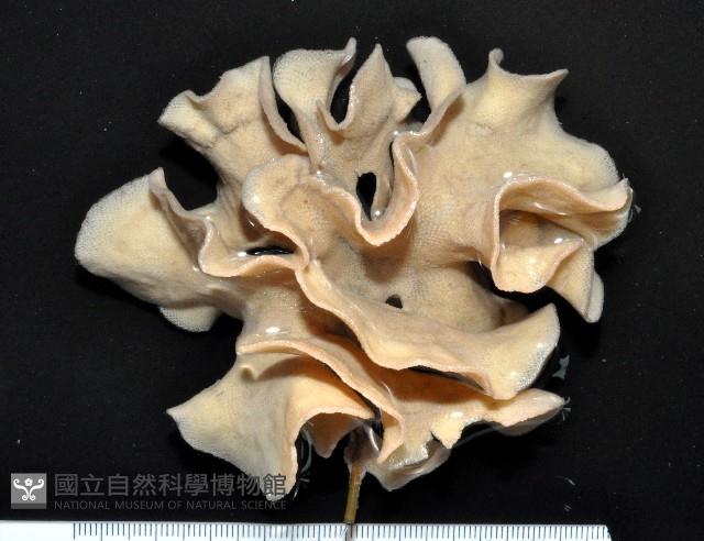 未知種血苔蟲藏品圖，第6張