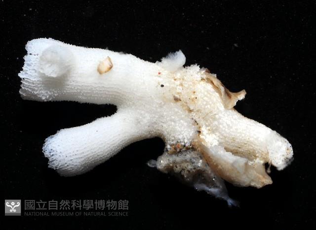 未知種樹珊瑚藏品圖，第6張