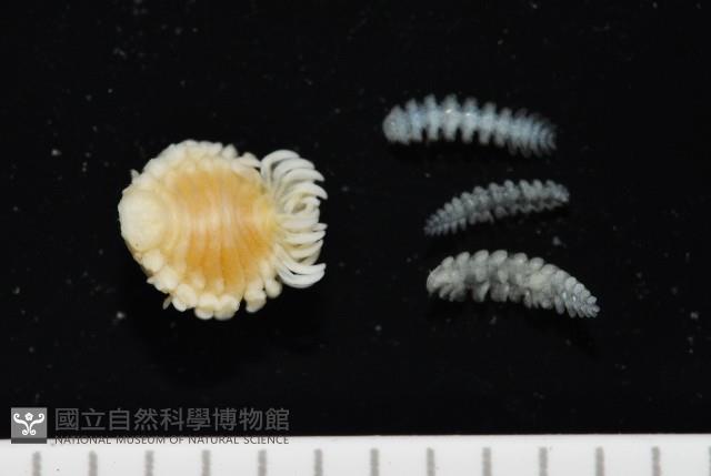 中華淺鰓虱藏品圖，第6張