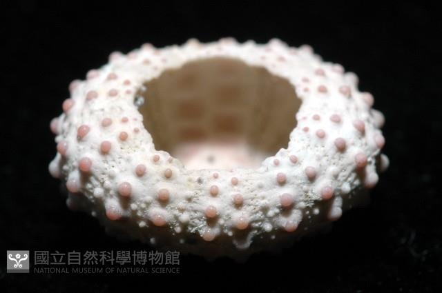 環棘偏海膽藏品圖，第6張