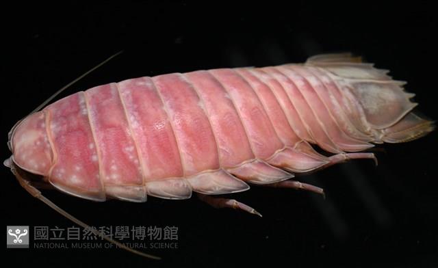 道氏深水虱藏品圖，第6張