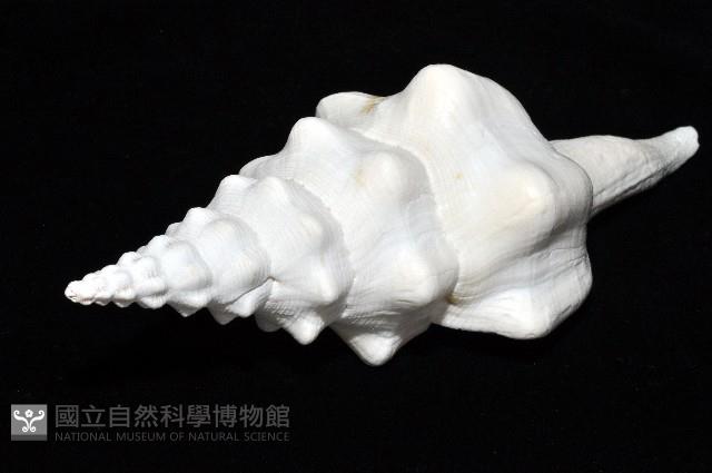 波緣長旋螺藏品圖，第6張