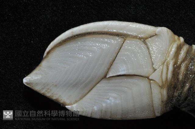 小甲小鎧茗荷藏品圖，第6張
