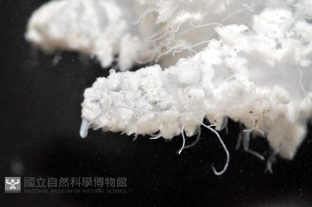 端鞭水母藏品圖，第6張